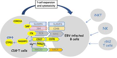 Inherited Immunodeficiencies With High Predisposition to Epstein–Barr Virus-Driven Lymphoproliferative Diseases